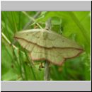 Timandra comae - Ampferspanner 01.jpg